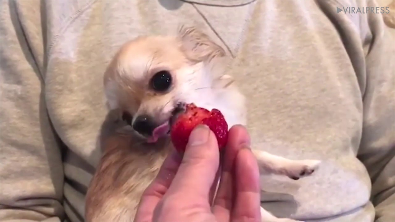 anjing chihuahua diberi sayur