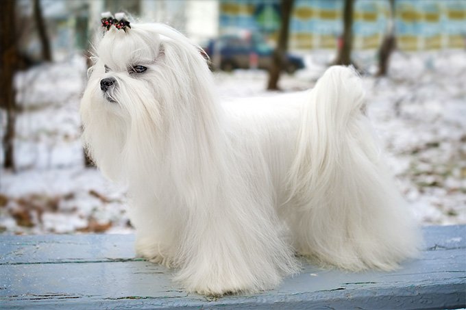 bulu rambut anjing Maltese