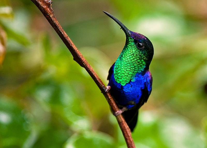 ciri ciri burung kolibri