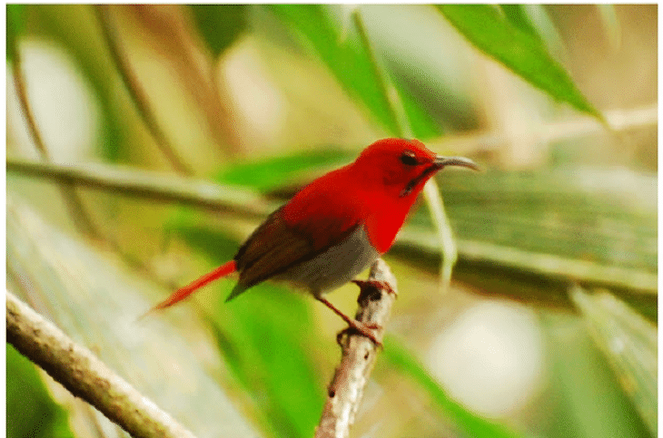 gambar burung kolibri ekor merah