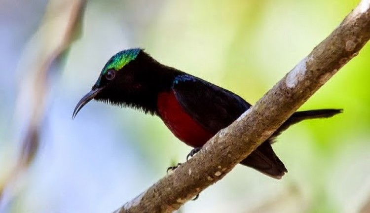 gambar burung kolibri ninja