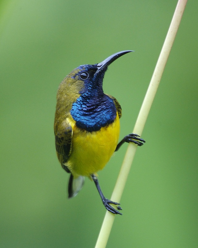 gambar burung kolibri sriganti