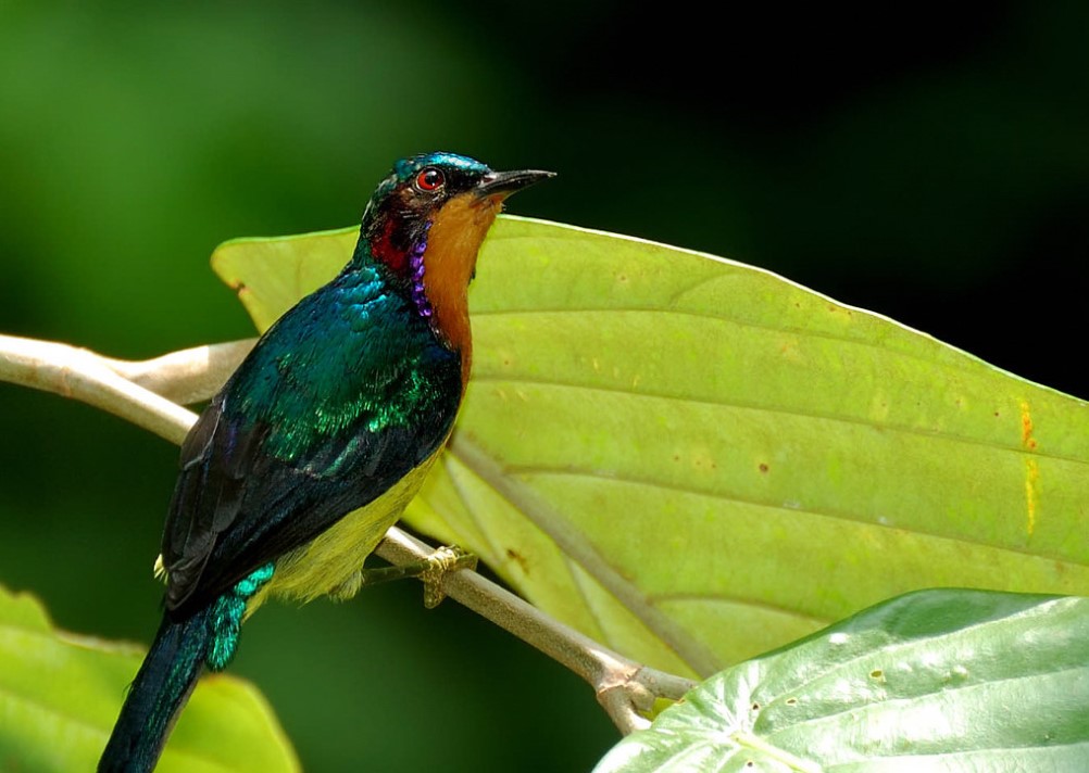 gambar burung kolibri wulung