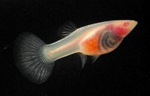 gambar ikan guppy jenis kaca glass