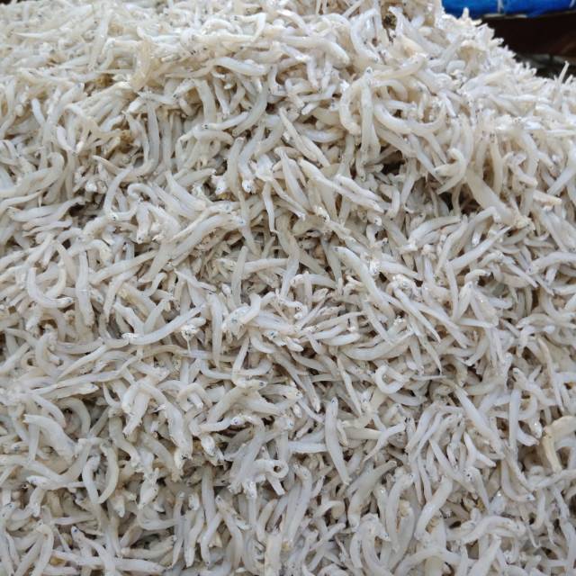 gambar ikan teri nasi