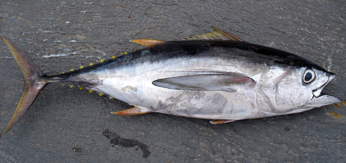 gambar ikan tuna mata besar