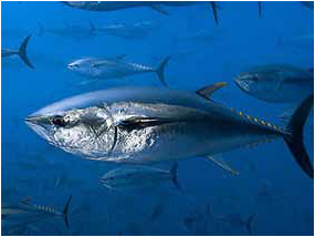 gambar ikan tuna sirip biru atlantik