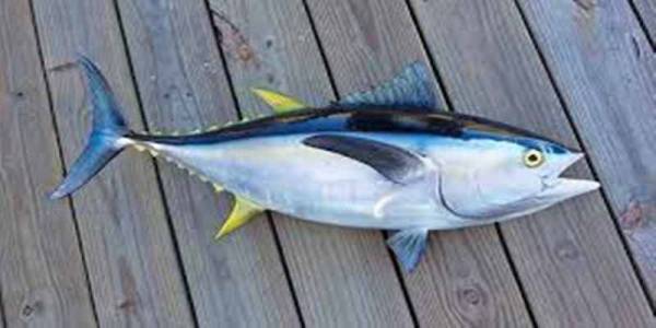gambar ikan tuna sirip kuning