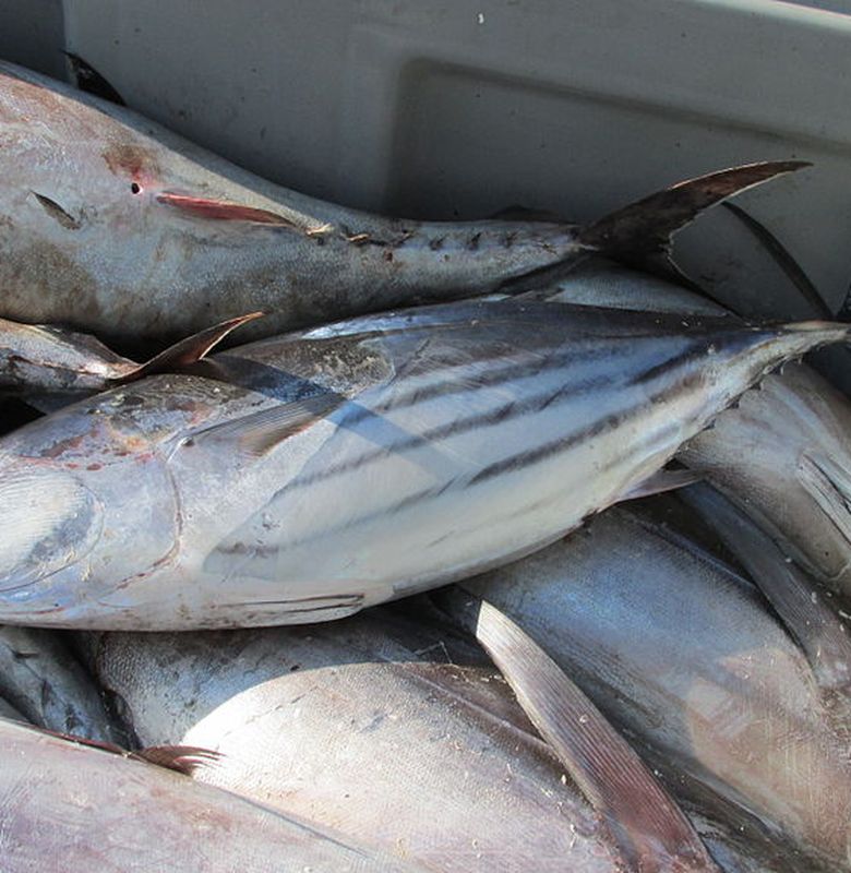 gambar ikan tuna tongkol