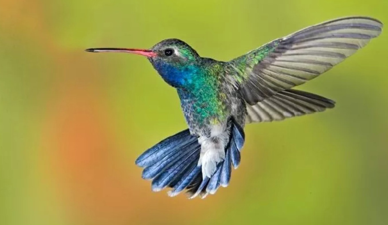 info burung kolibri