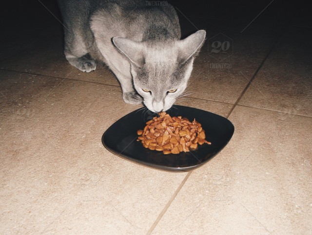 kasih makan kucing russian blue
