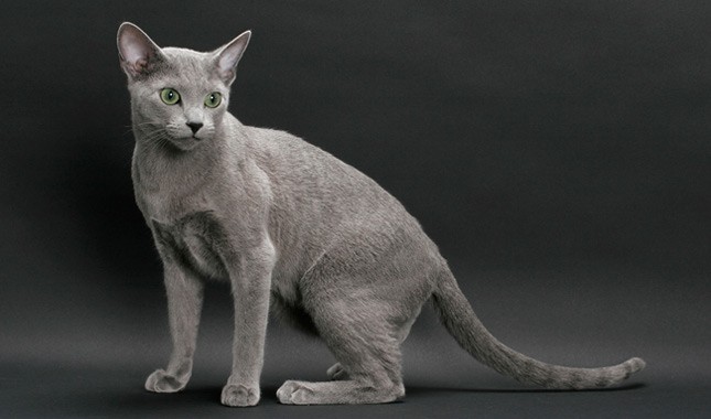 kucing russian blue rawat badannya