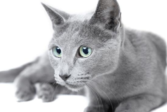 sisir rambut kucing russian blue