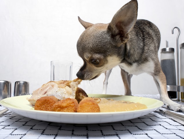 tips memberi makan anjing chihuahua