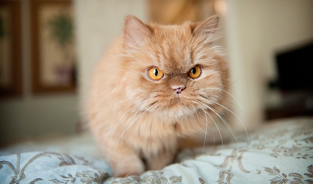 ciri ciri kucing persia