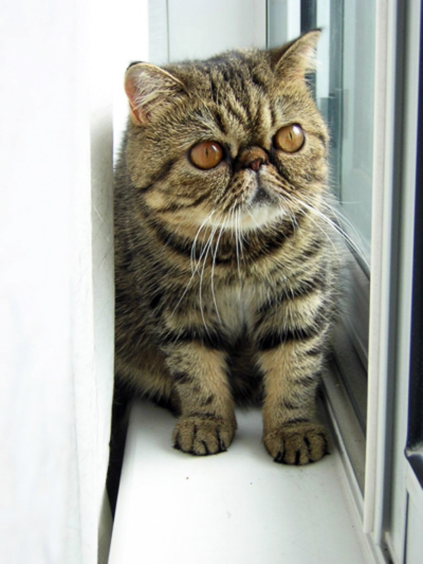 gambar kucing persia eksotis
