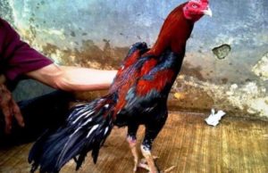 Info Ayam Bangkok: Harga, Sejarah, Manfaat dan Cara Merawat