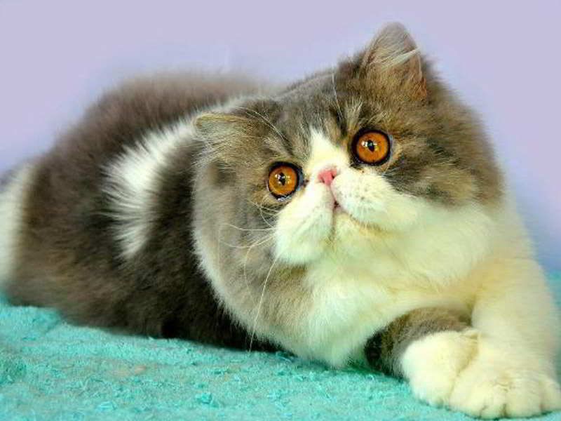 sejarah kucing persia