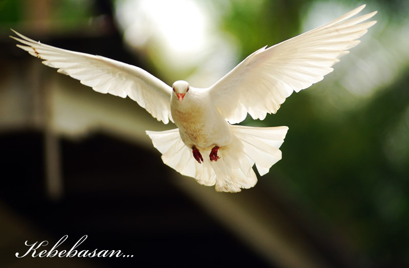 gambar burung dara merpati tumblr