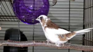   Burung  Pipit  Harga  Jenis Ciri ciri dan Tips Beternak
