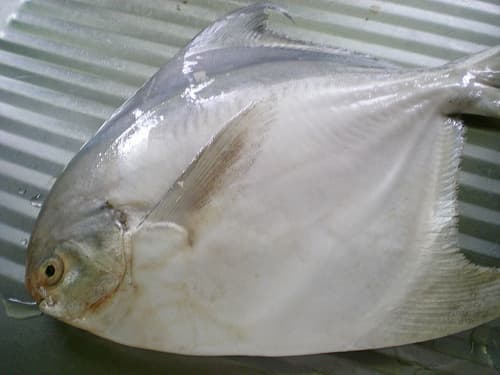gambar ikan bawal putih