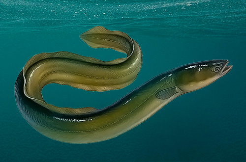 gambar ikan belut laut