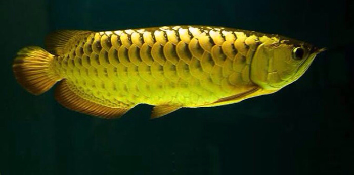 ikan arwana golden