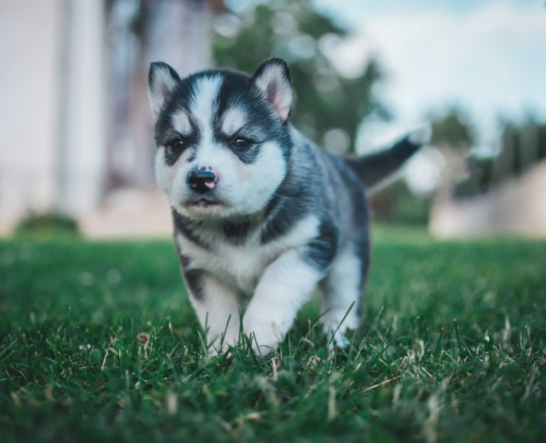 √ Anjing Siberian Husky: Makanan, Ciri-ciri dan Tips Merawat