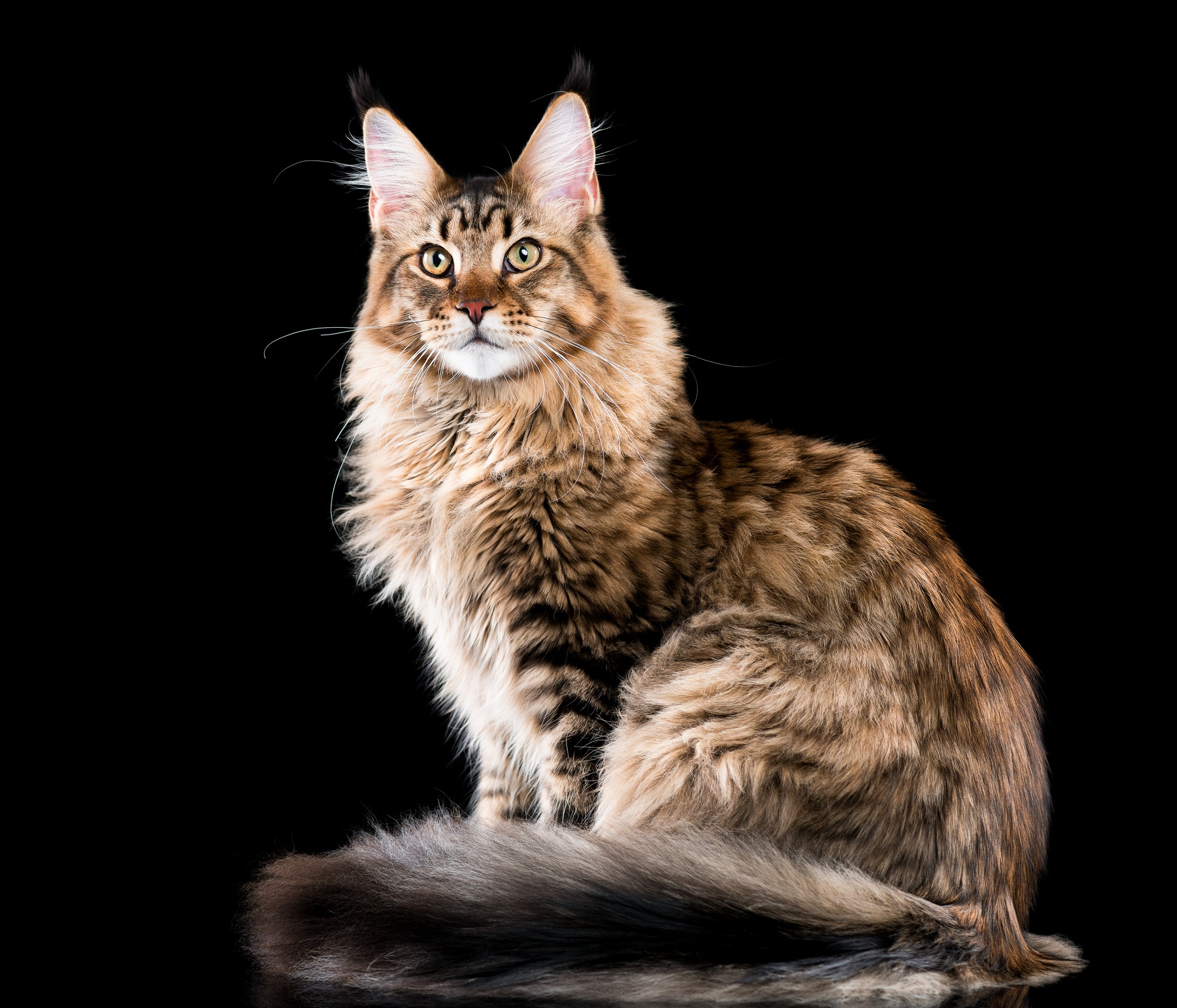 Profil Ras Kucing Maine Coon Pakan Dan Karakteristiknya