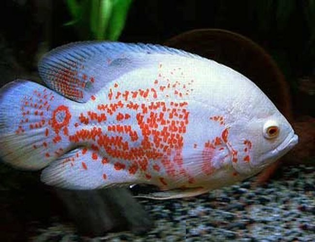 jenis ikan oscar albino