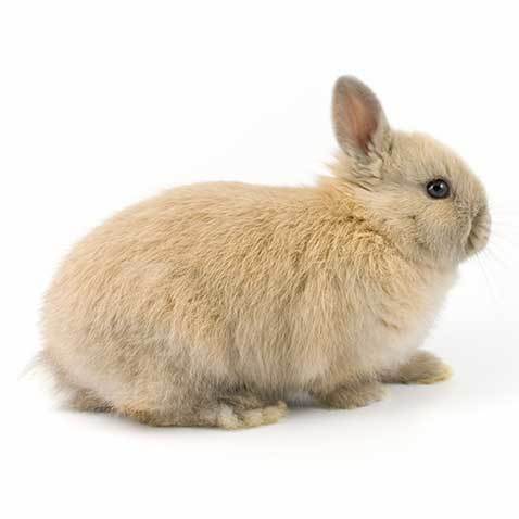 tips merawat kelinci Netherland Dwarf
