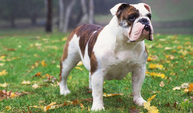 ciri karakteristik anjing bulldog lengkap