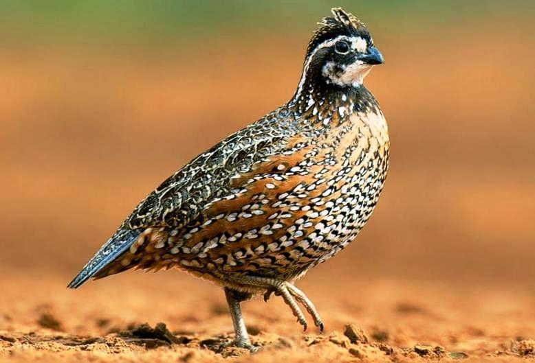 gambar burung gemak puyuh gambels quail