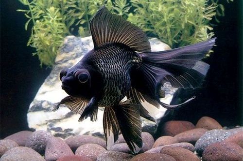 gambar jenis ikan mas koki black moor