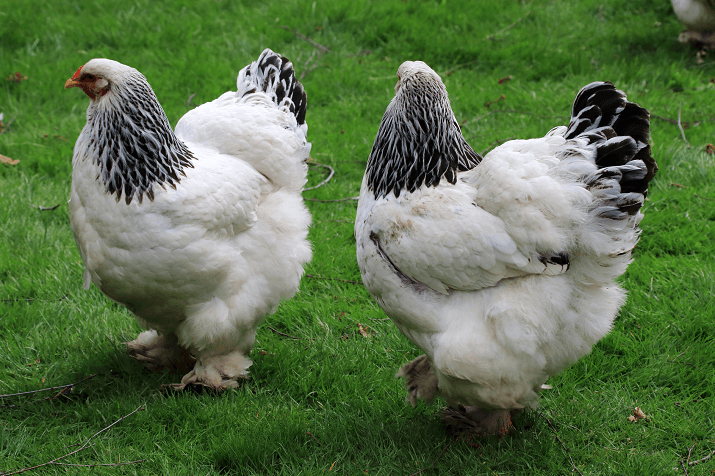 sejarah ayam brahma