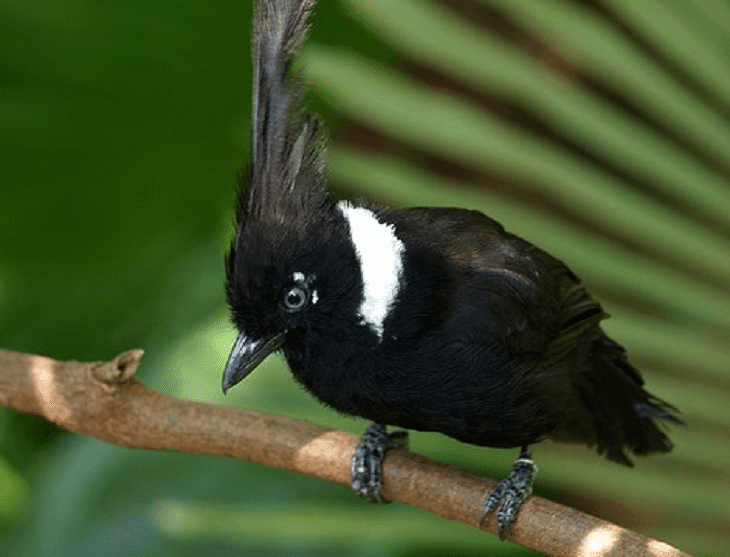 gambar burung cililin hitam