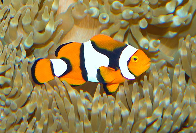 gambar ikan nemo oranye
