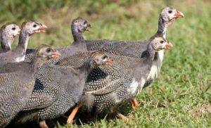 Mengenal Ayam Mutiara Lebih Dekat, Ciri, Jenis dan Harga