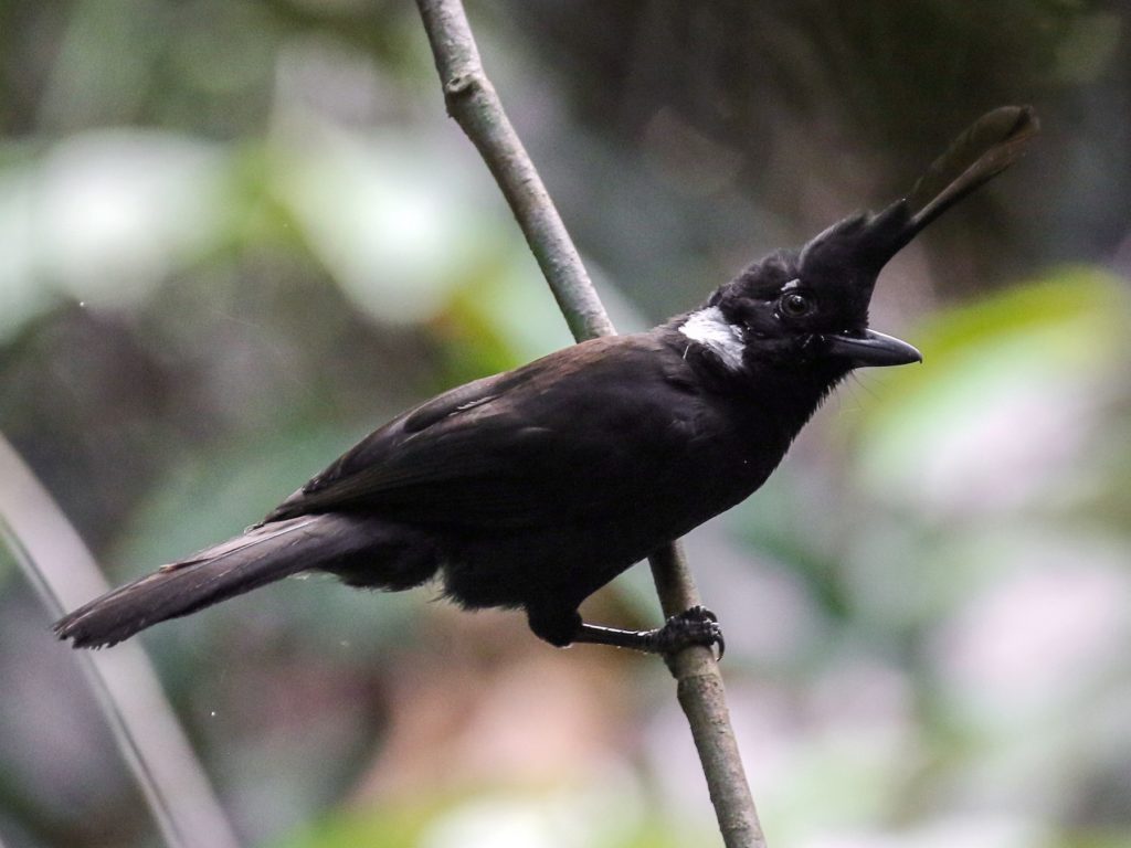 karakteristik burung cililin hitam